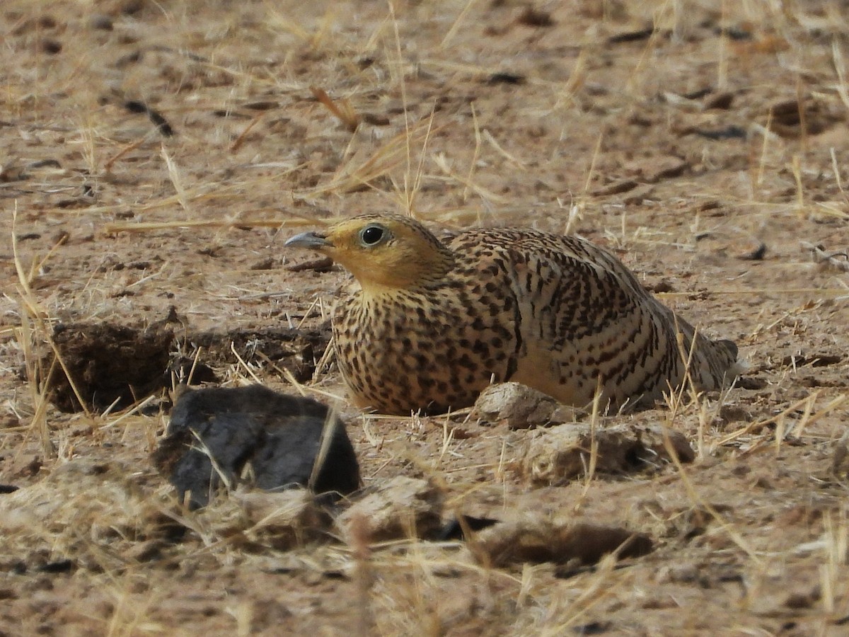 Chestnut-bellied Sandgrouse - ML635314905