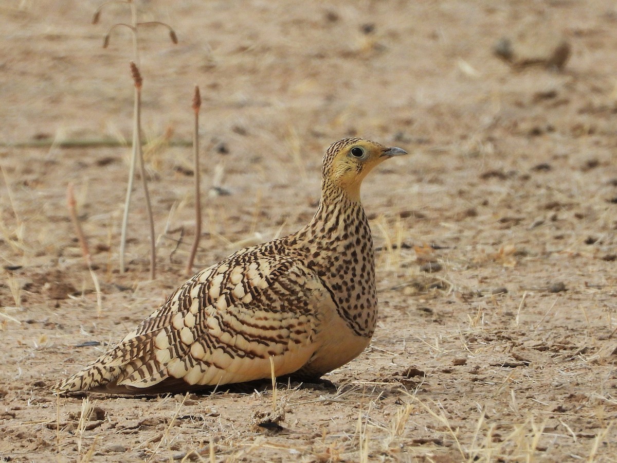 Chestnut-bellied Sandgrouse - ML635314906