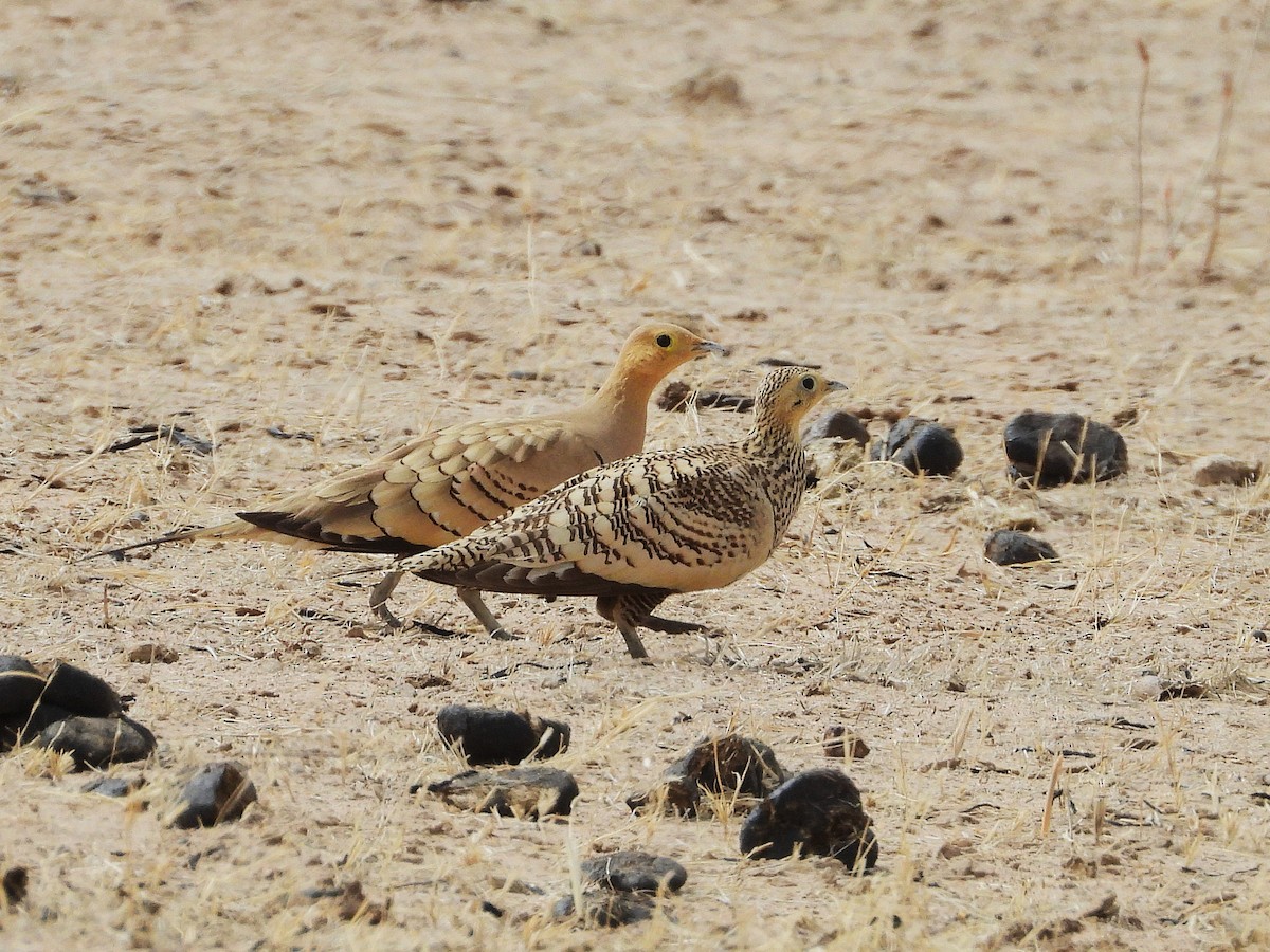 Chestnut-bellied Sandgrouse - ML635314907