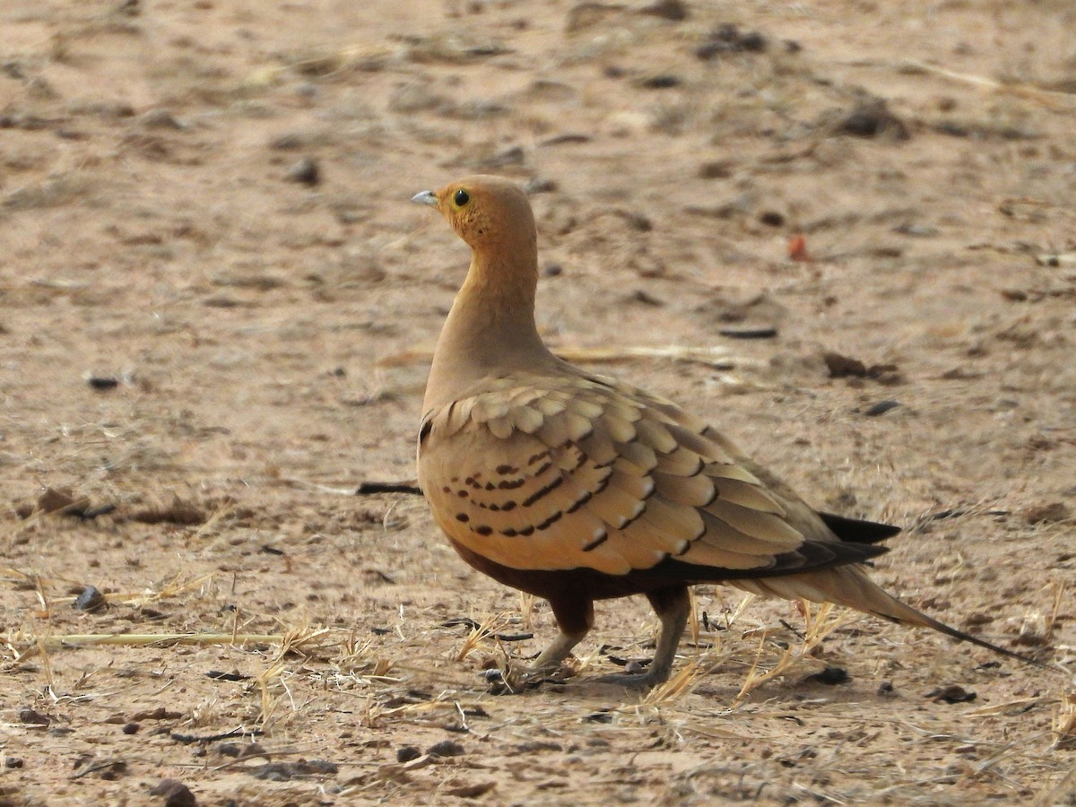 Chestnut-bellied Sandgrouse - ML635314909