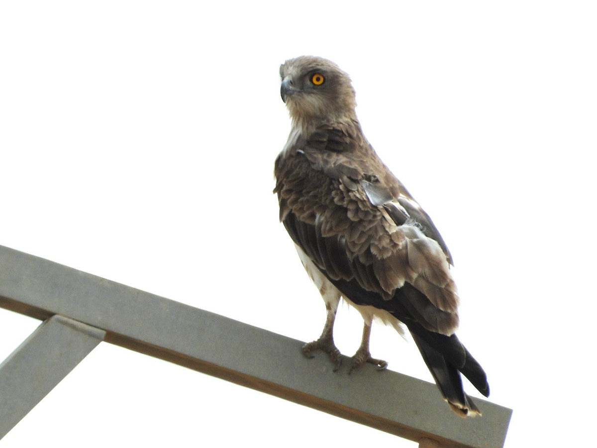 Short-toed Snake-Eagle - ML635314967
