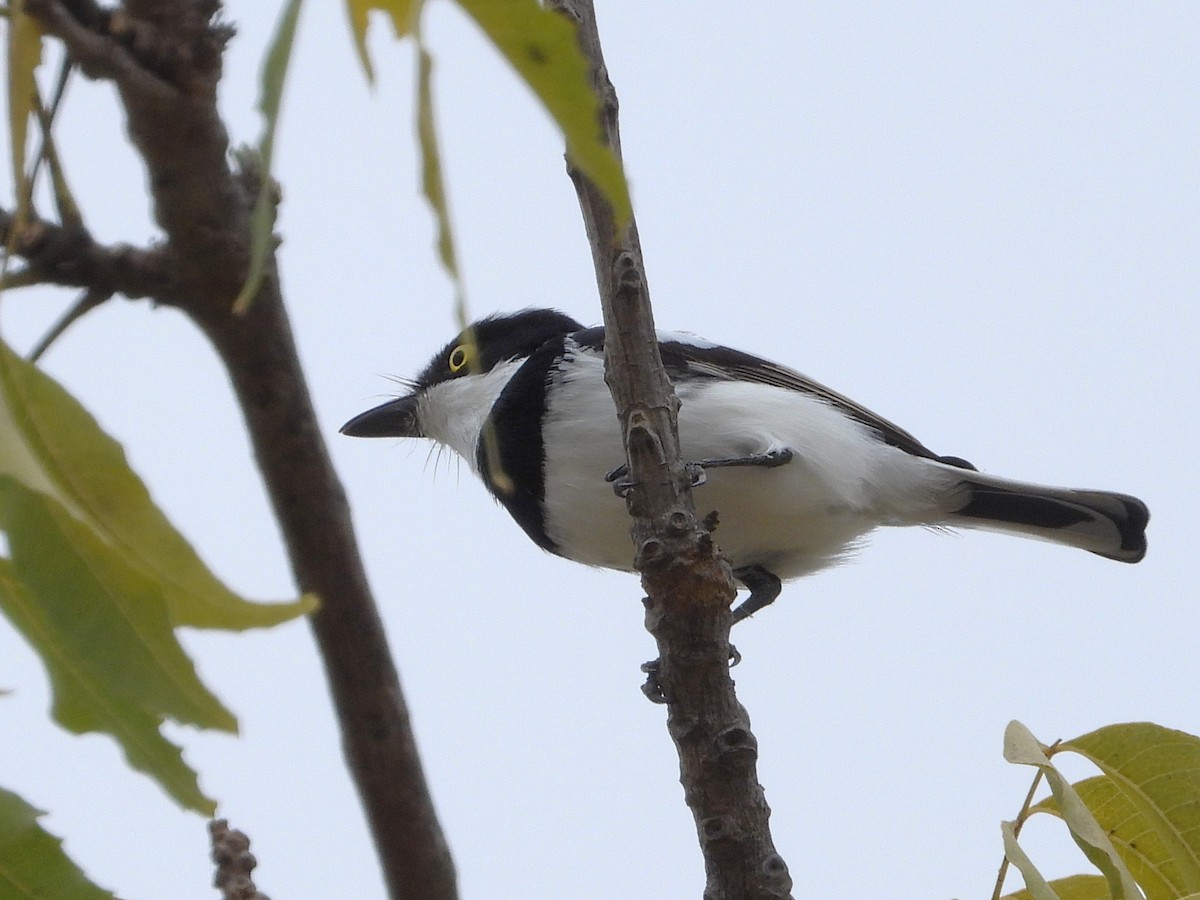 Senegal Batisi - ML635315019