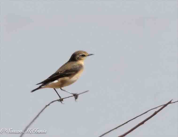 Kuyrukkakan (oenanthe/libanotica) - ML635315125