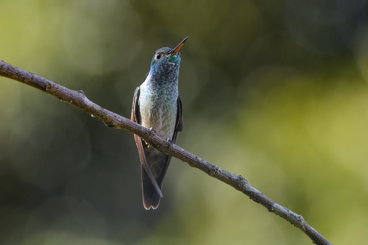 Versicolored Emerald (Versicolored) - ML635315218