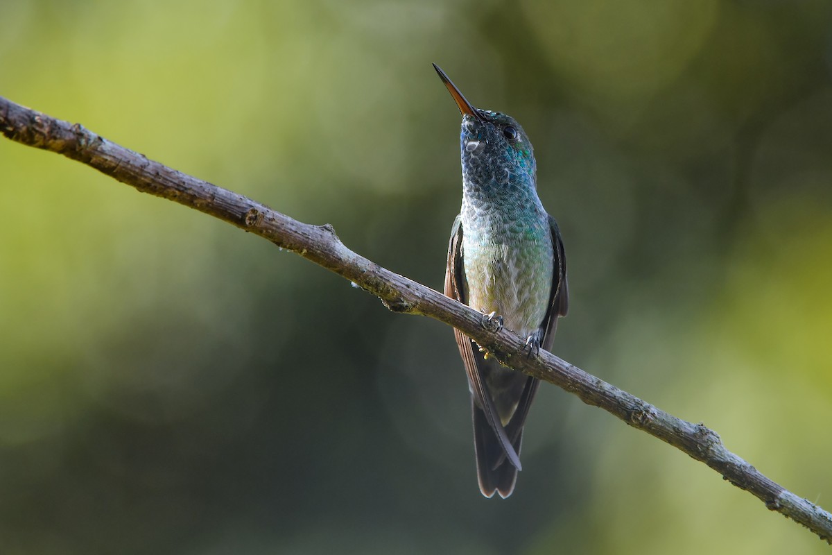 Versicolored Emerald (Versicolored) - ML635315219