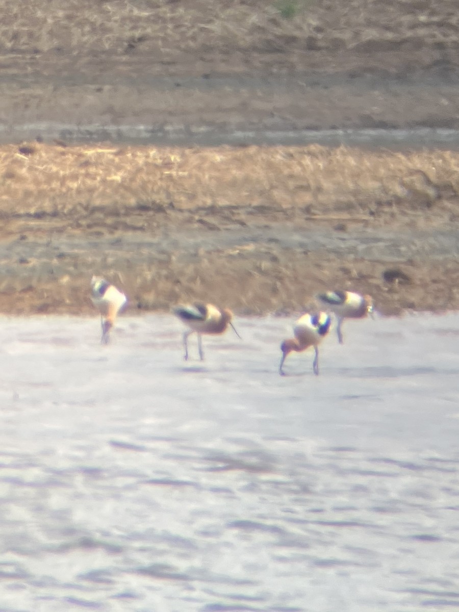 American Avocet - ML635315234