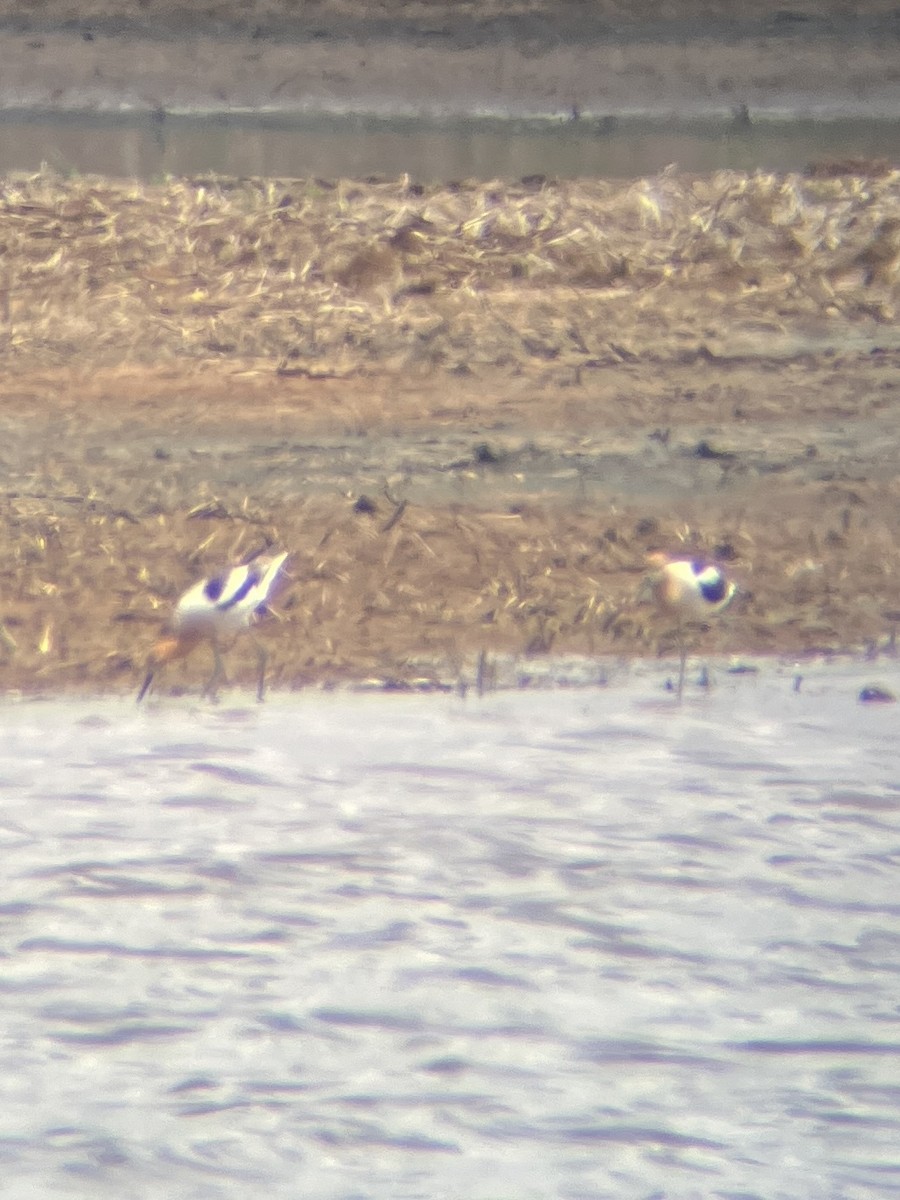 American Avocet - ML635315235