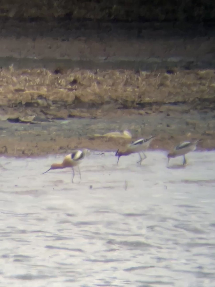 American Avocet - ML635315236