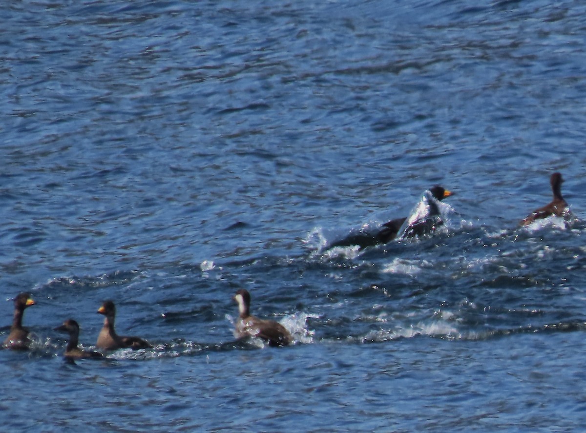 Black Scoter - ML635315237
