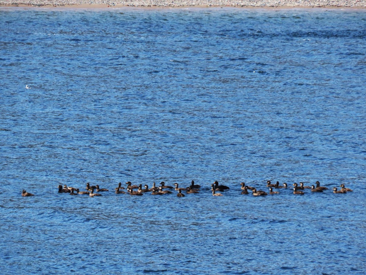 Black Scoter - ML635315238
