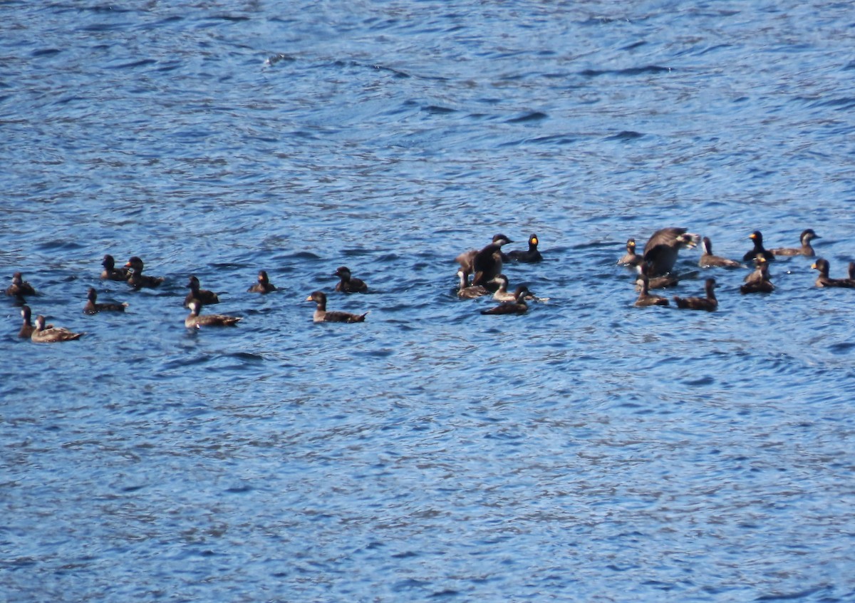 Black Scoter - ML635315239