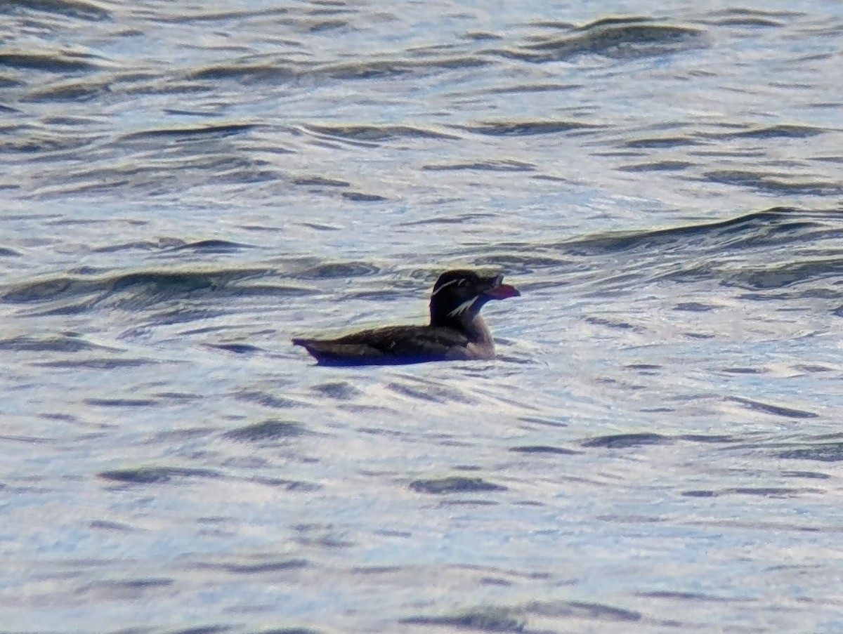 Rhinoceros Auklet - ML635315242