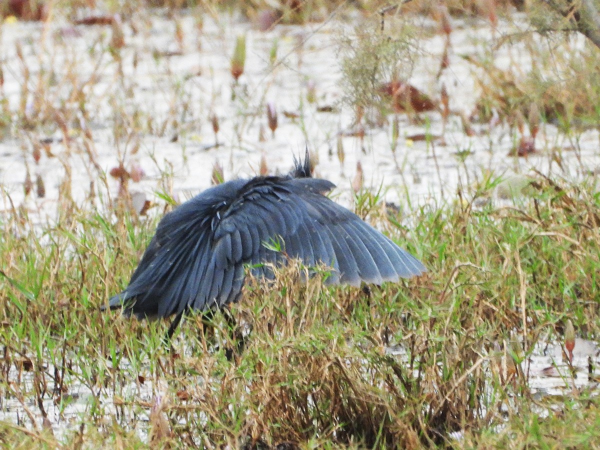 Black Heron - ML635315353