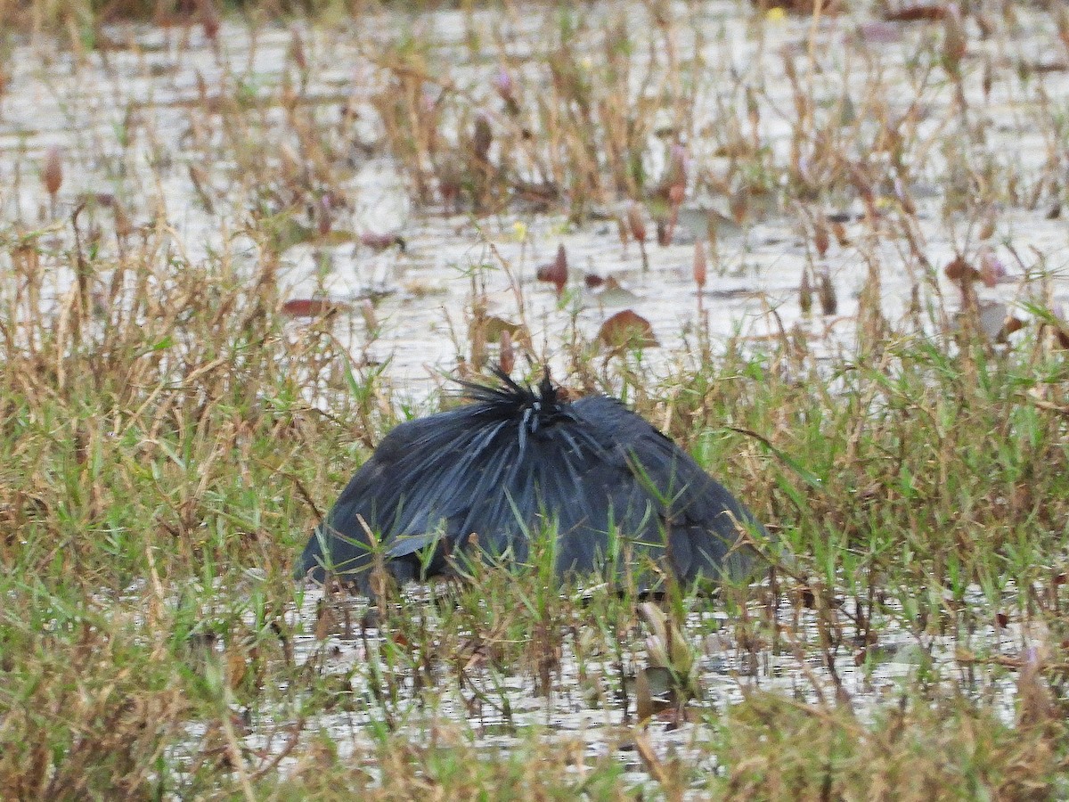 Black Heron - ML635315354