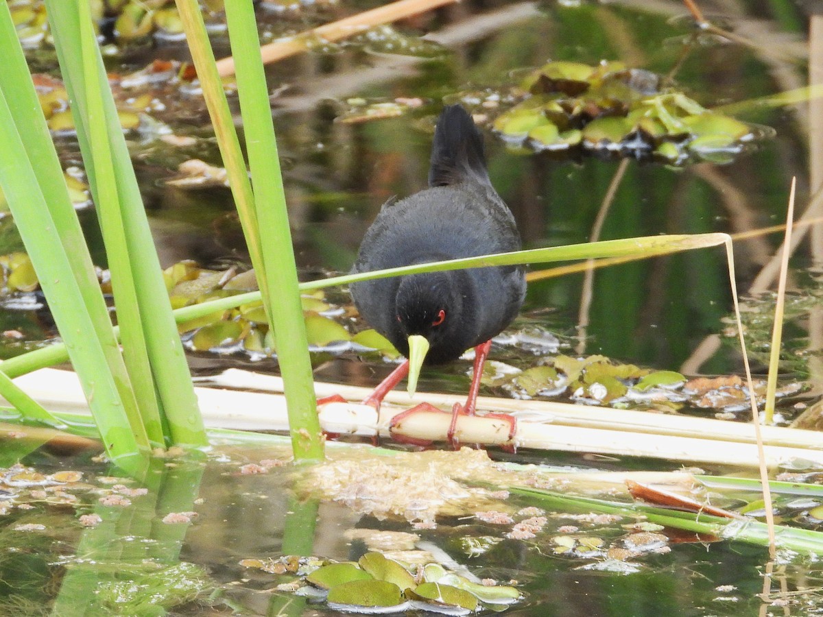 Black Crake - ML635315385