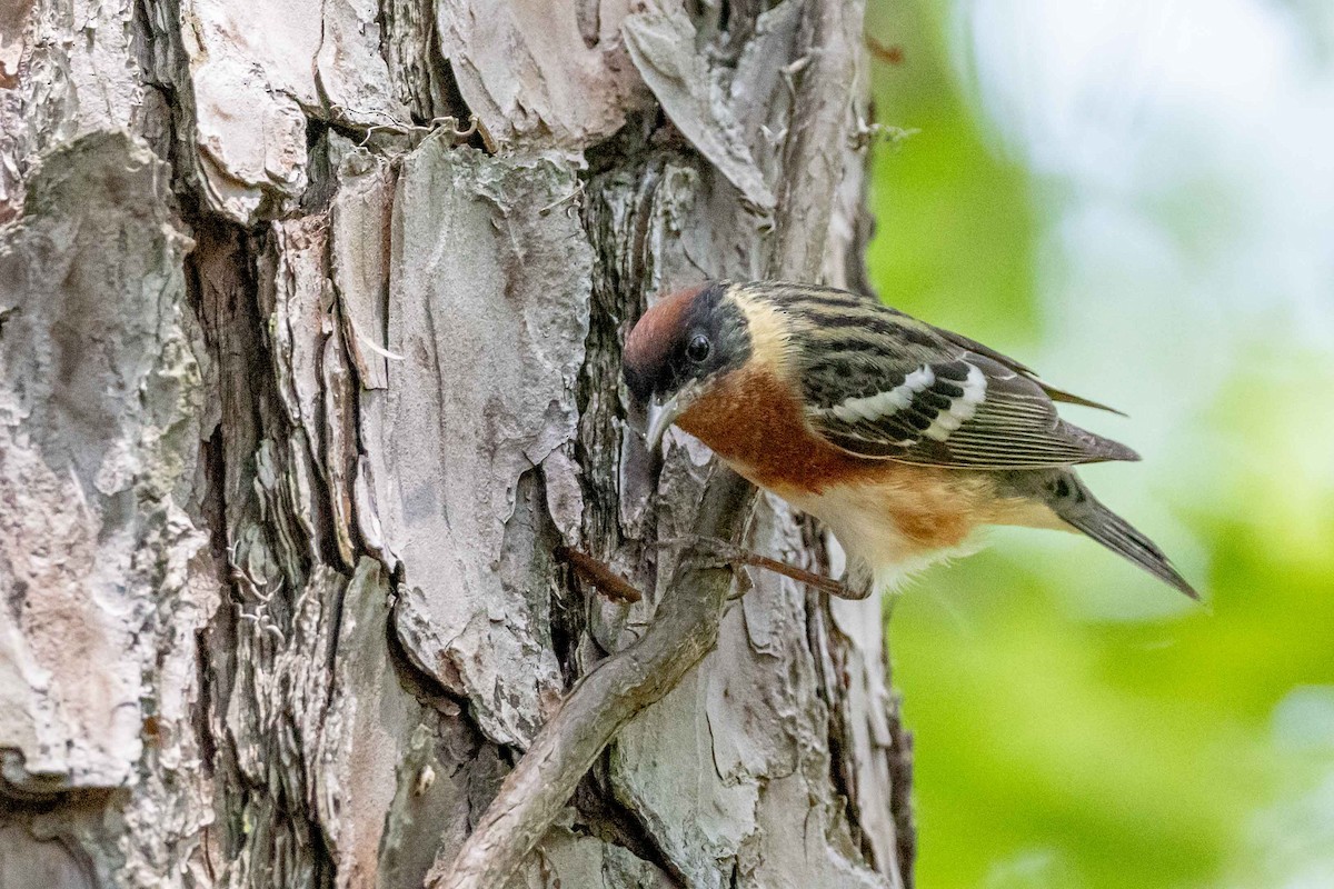 Bay-breasted Warbler - ML635315439