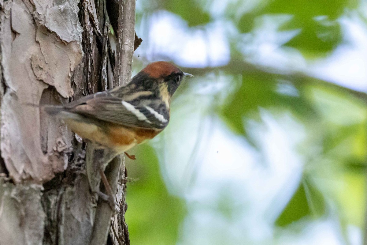Bay-breasted Warbler - ML635315446