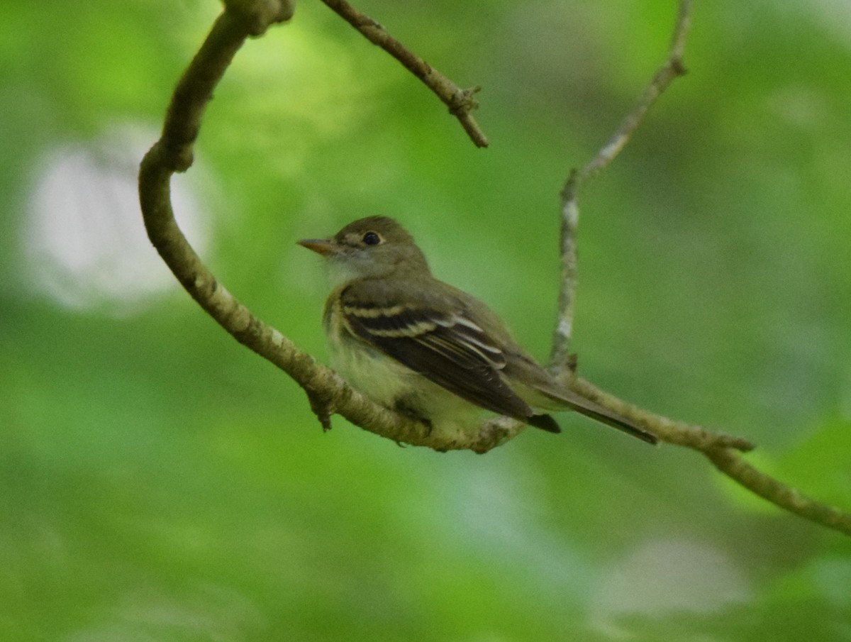 Buchenschnäppertyrann - ML635315523