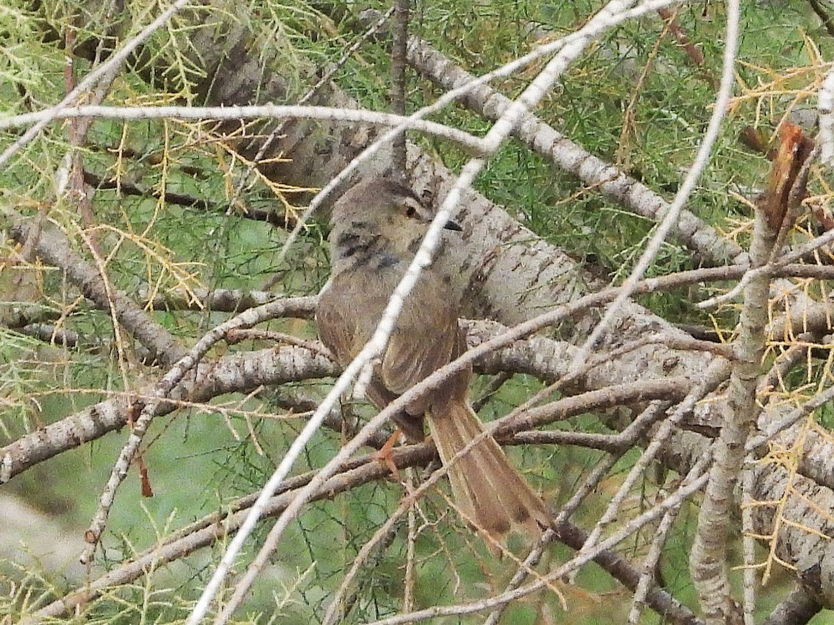 Flussprinie - ML635315613