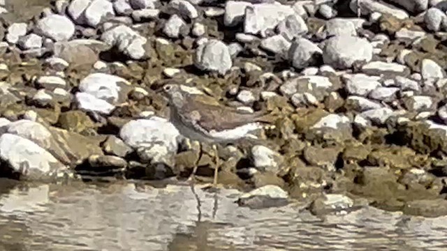 Solitary Sandpiper - ML635315633