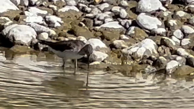 Solitary Sandpiper - ML635315634