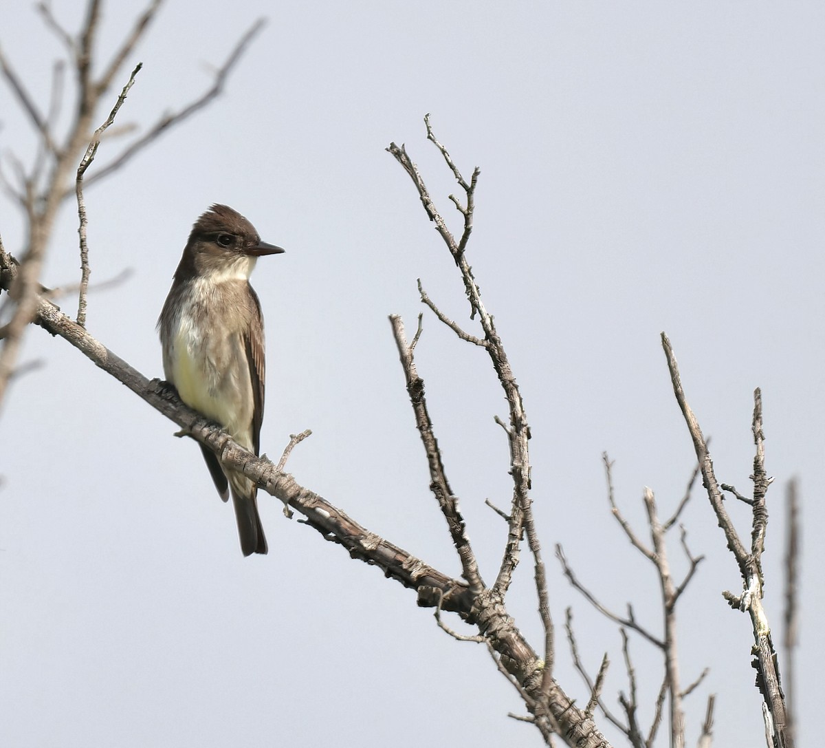 Olive-sided Flycatcher - ML635315649