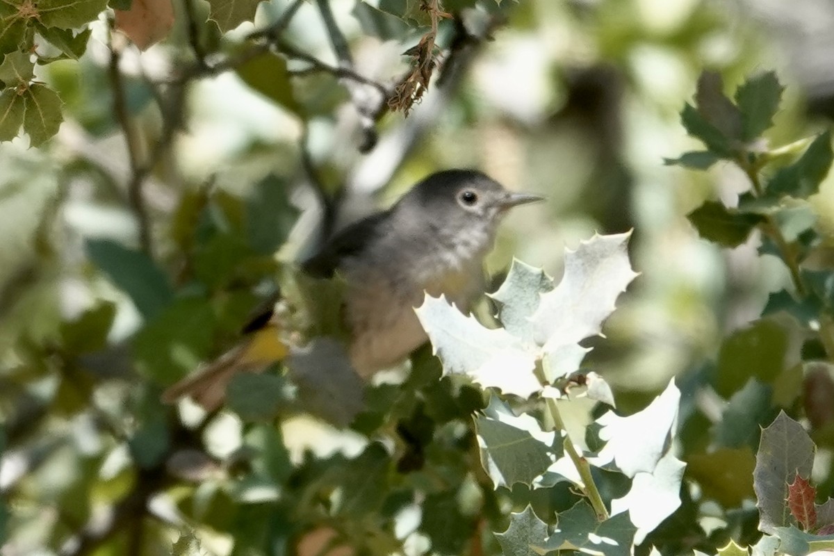 Virginia's Warbler - ML635315716