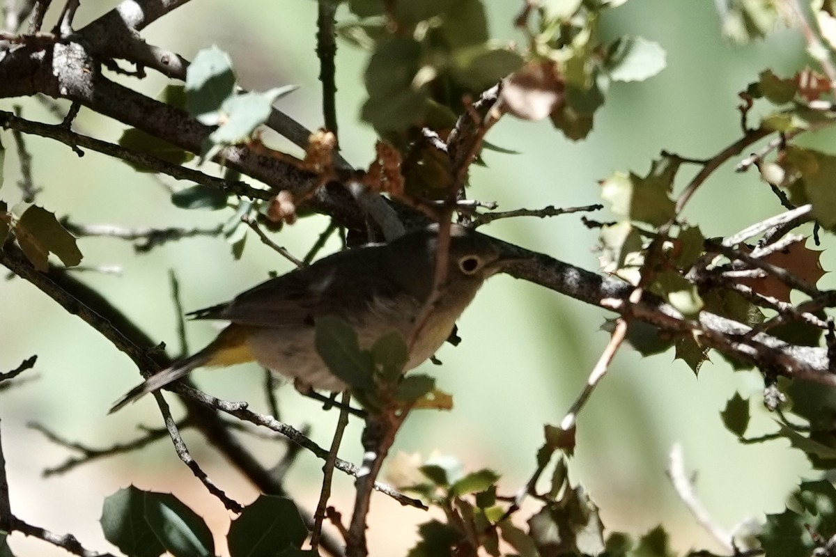 Virginia's Warbler - ML635315717