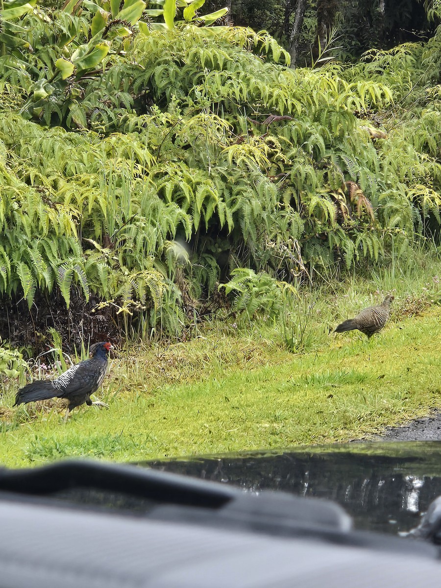 Kalij Pheasant - ML635315932