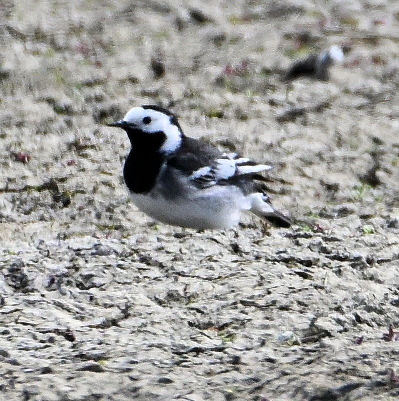 White Wagtail - ML635316006