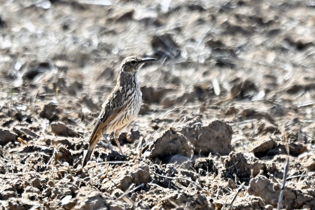 Cape Long-billed Lark - ML635316066
