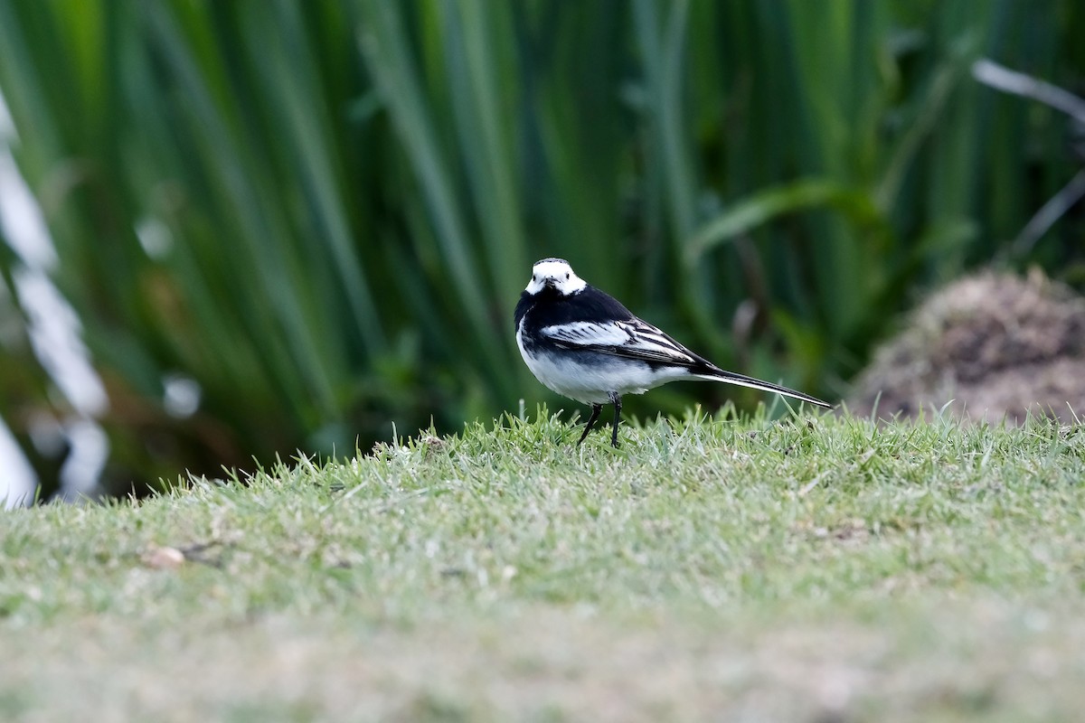 White Wagtail (British) - ML635316414