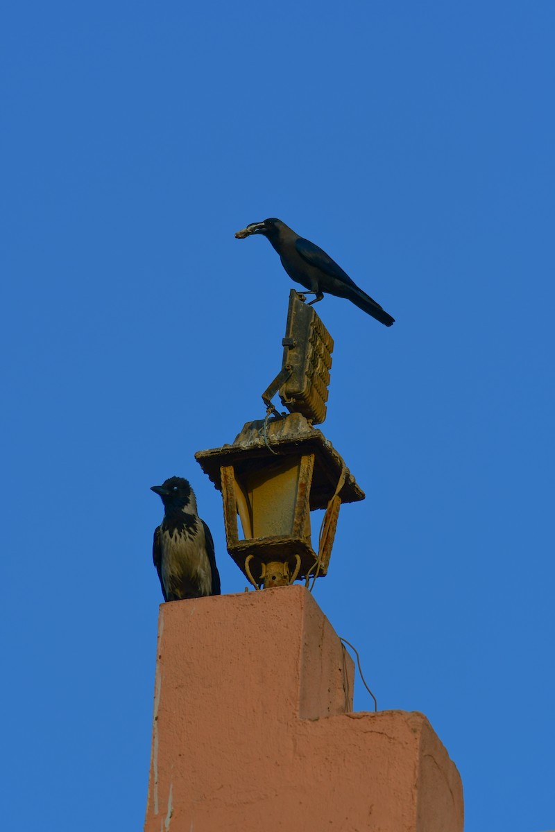House Crow - ML635316422