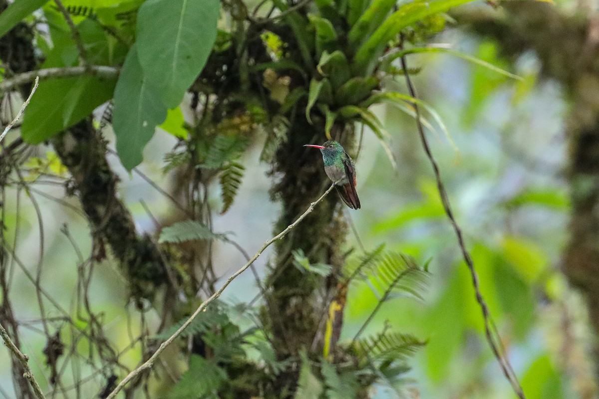 Rufous-tailed Hummingbird - ML635316640