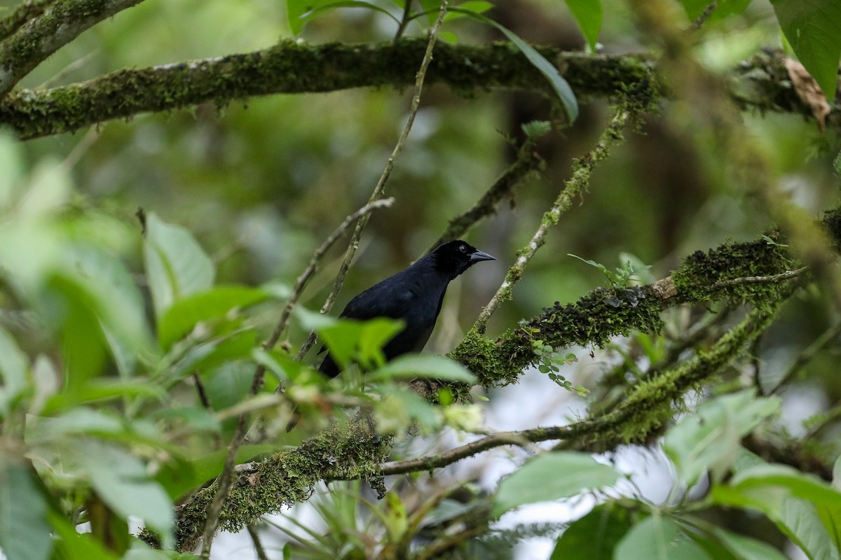 Scrub Blackbird - ML635316662
