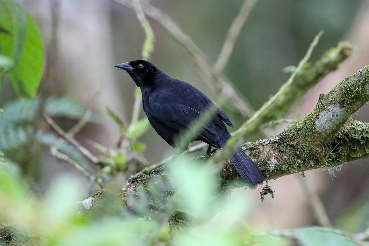 Scrub Blackbird - ML635316664