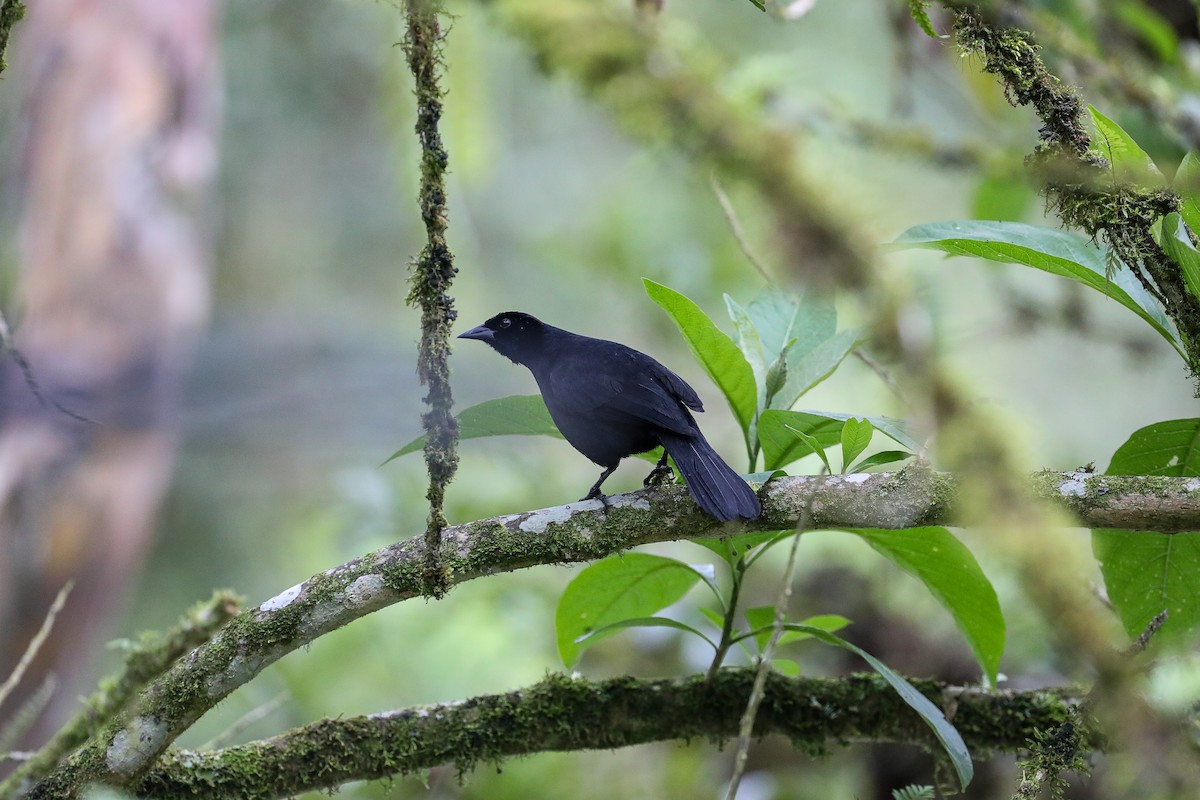 Scrub Blackbird - ML635316665