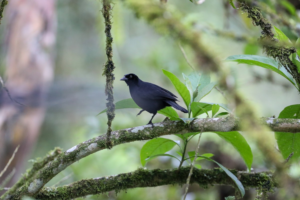 Scrub Blackbird - ML635316666