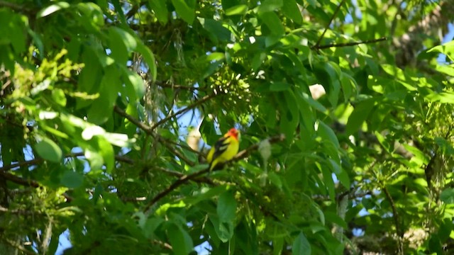 Western Tanager - ML635316687