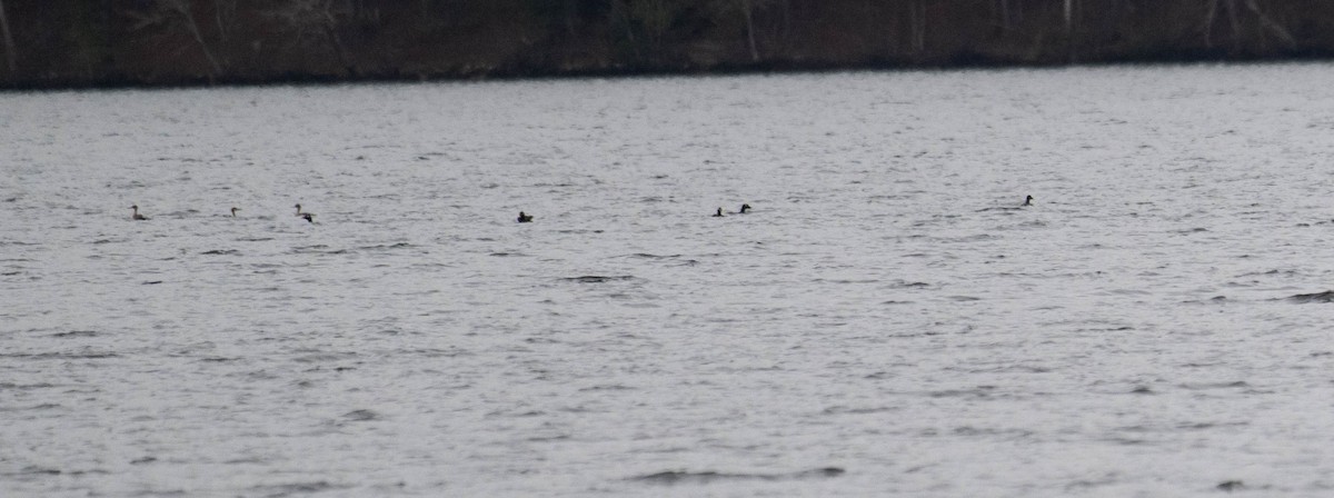 White-winged Scoter - ML635316711