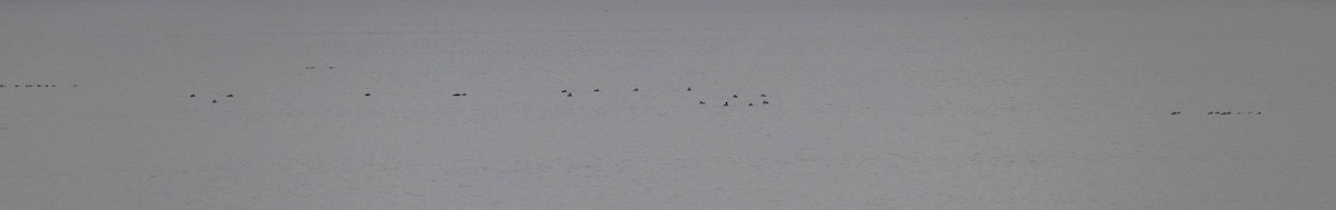 White-winged Scoter - ML635316712