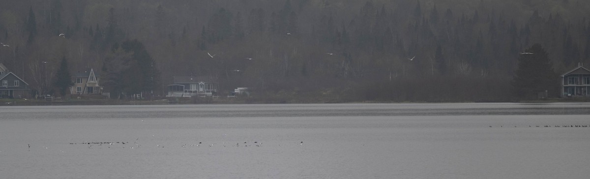 White-winged Scoter - ML635316713