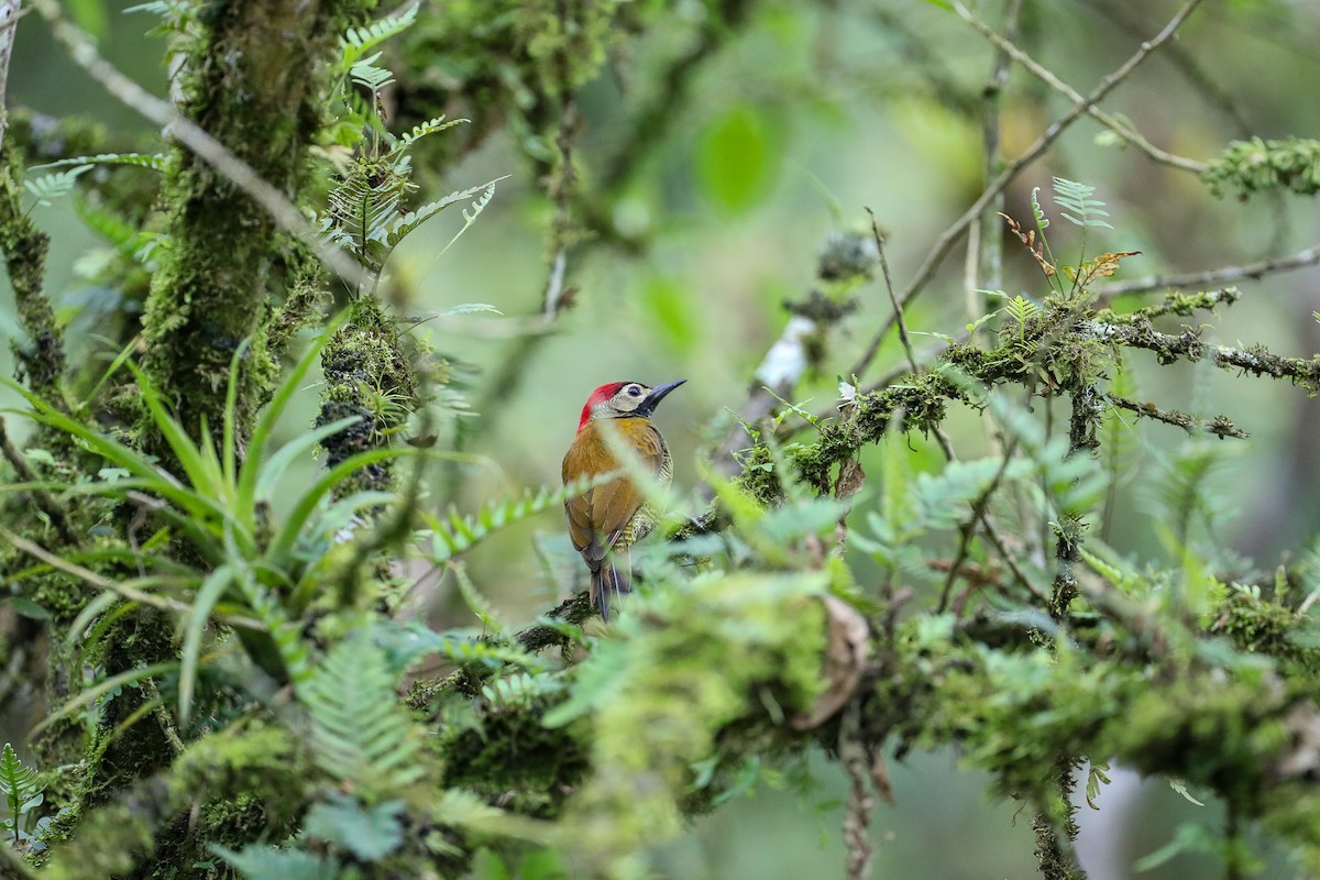 Golden-olive Woodpecker - ML635316719
