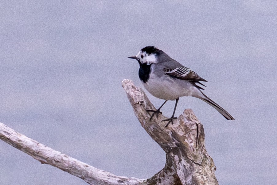 White Wagtail - ML635316753