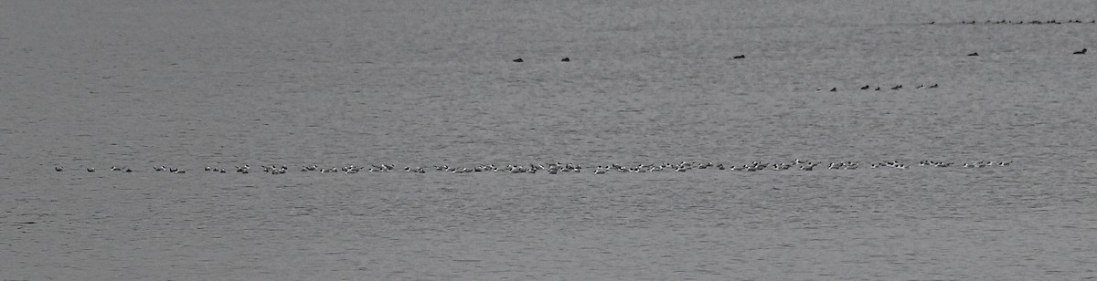 Bonaparte's Gull - ML635316757