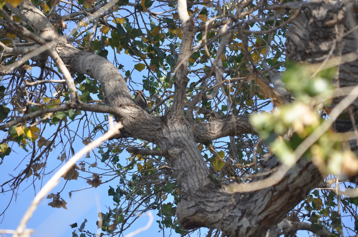 Red-naped Sapsucker - ML635316807