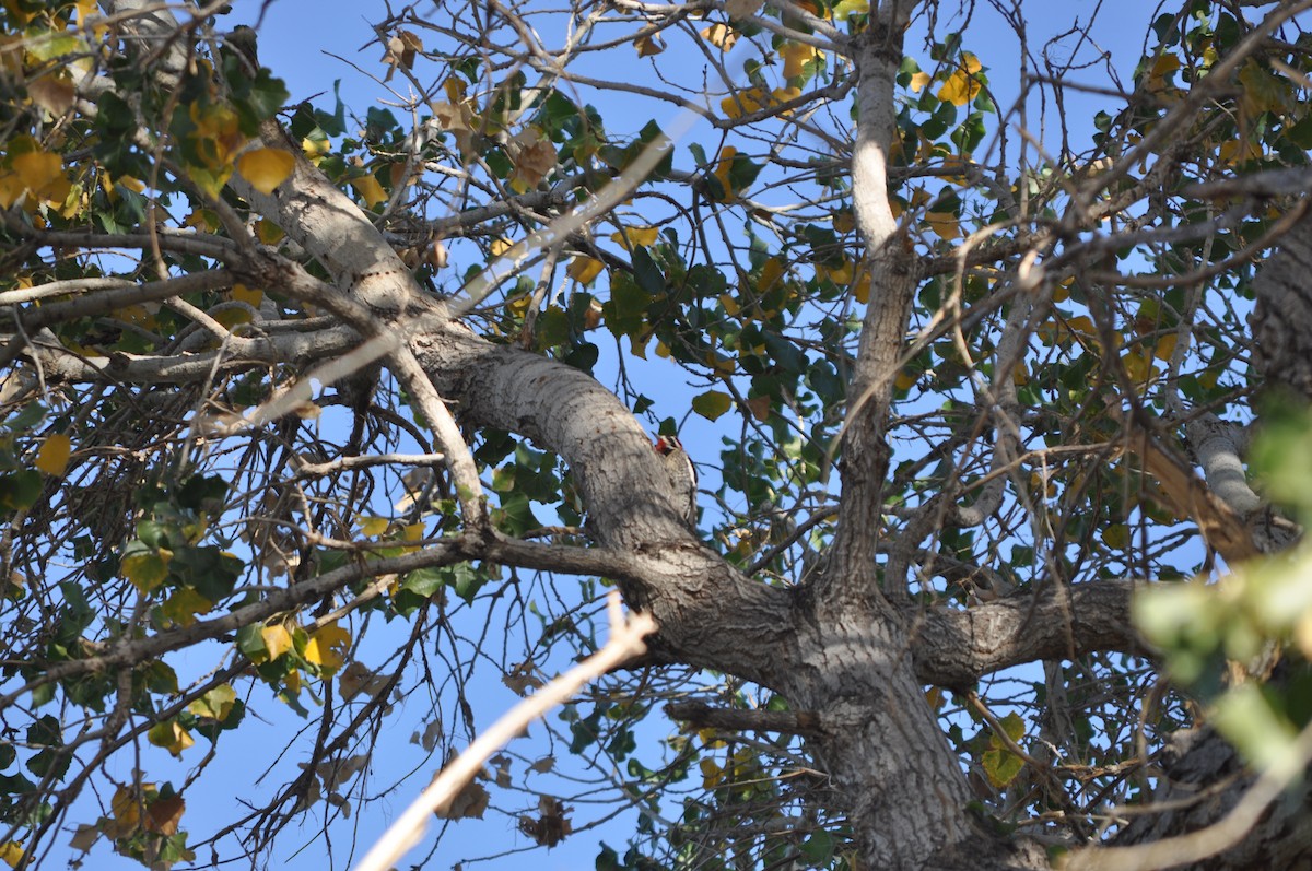 Red-naped Sapsucker - ML635316811