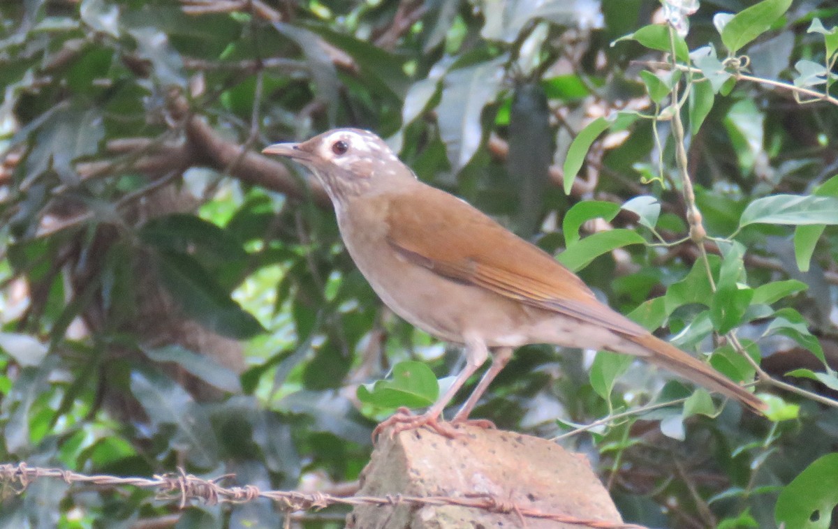 Pale-breasted Thrush - ML635316898