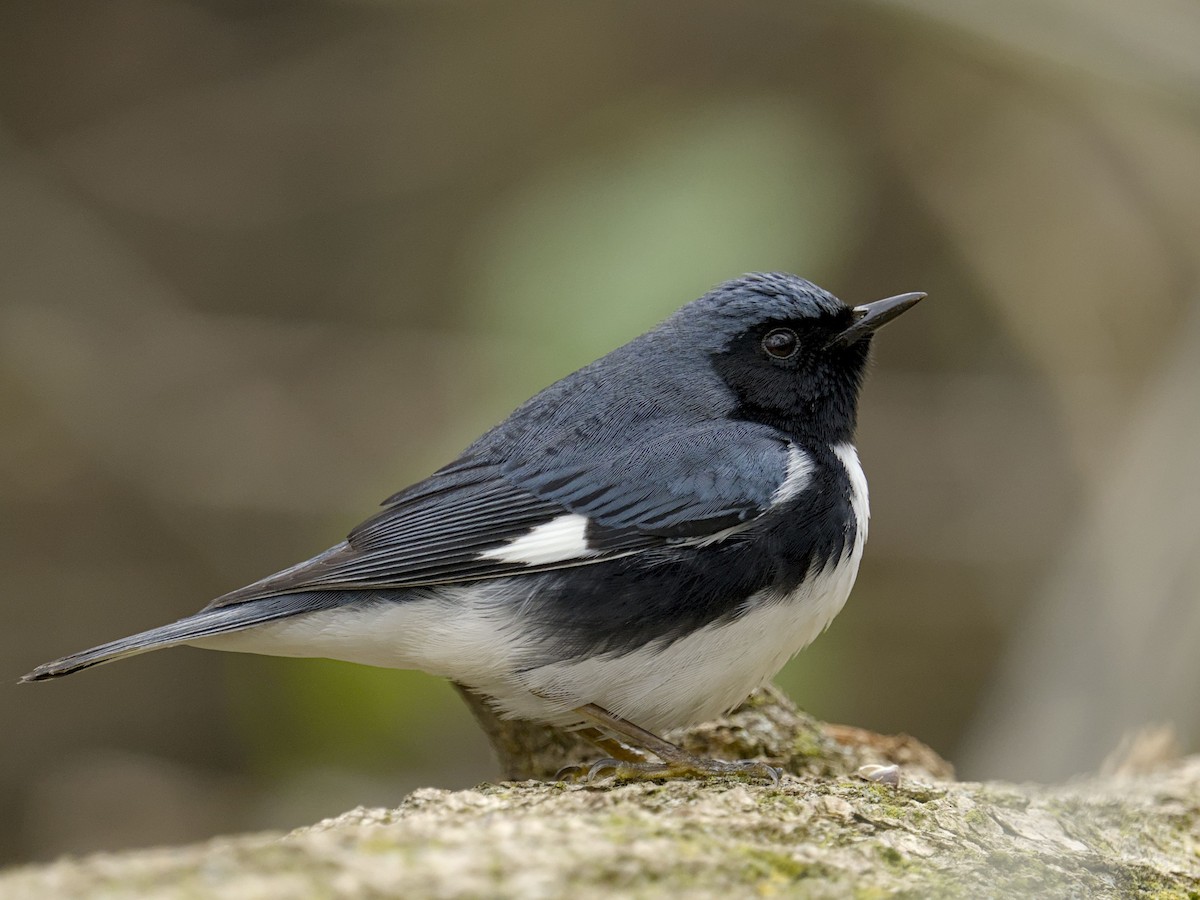 Black-throated Blue Warbler - ML635316925