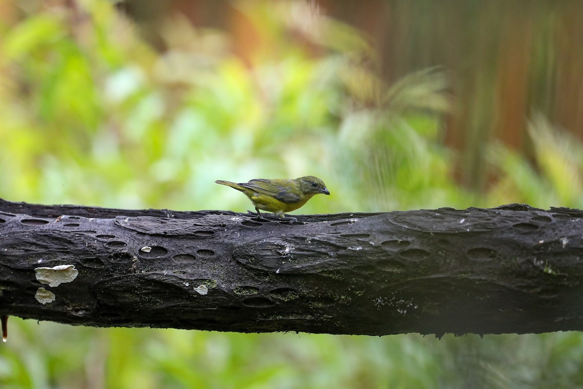 Thick-billed Euphonia - ML635316927